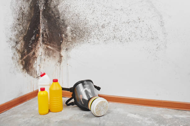 Best Professional Mold Removal  in Macarthur, WV