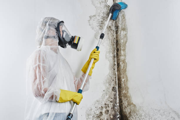 Best Mold Cleaning Services  in Macarthur, WV