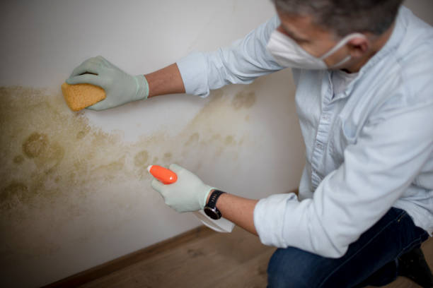 Best Mold Testing  in Macarthur, WV