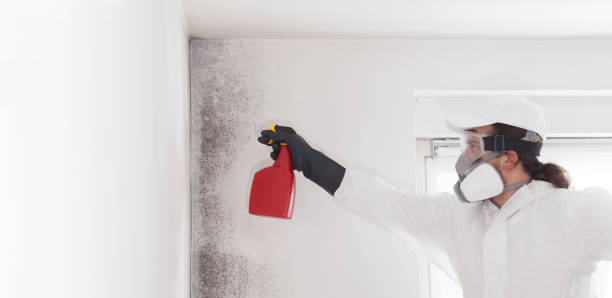 Best Office Mold Removal Services  in Macarthur, WV