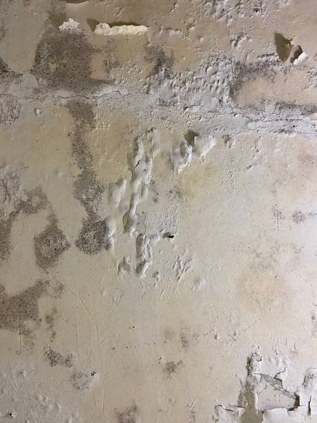 Office Mold Removal Services in Macarthur, WV