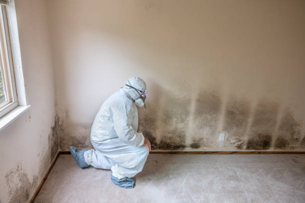 Best Mold Testing  in Macarthur, WV