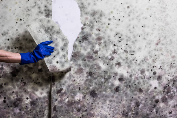 Best Toxic Mold Removal  in Macarthur, WV