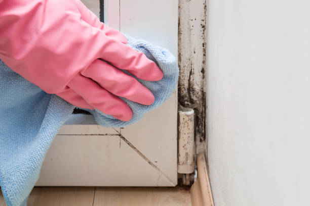 Best Same-Day Mold Removal  in Macarthur, WV