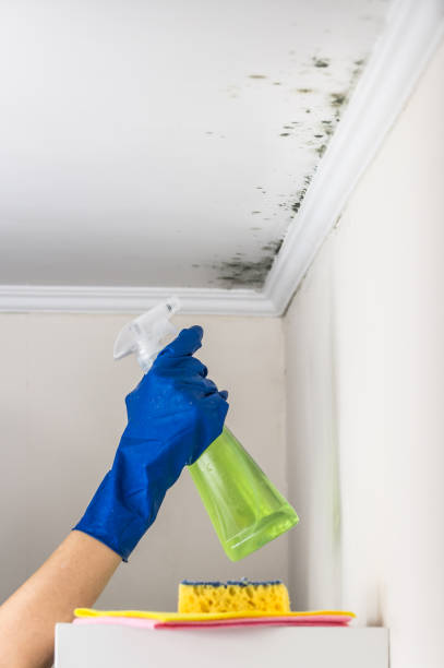 Best Attic Mold Removal  in Macarthur, WV