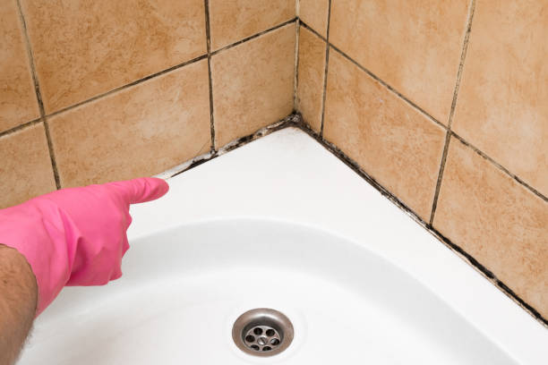 Best Same-Day Mold Removal  in Macarthur, WV
